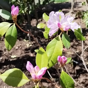 カネコゲンカイツツジ