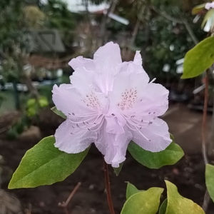 カネコゲンカイツツジ