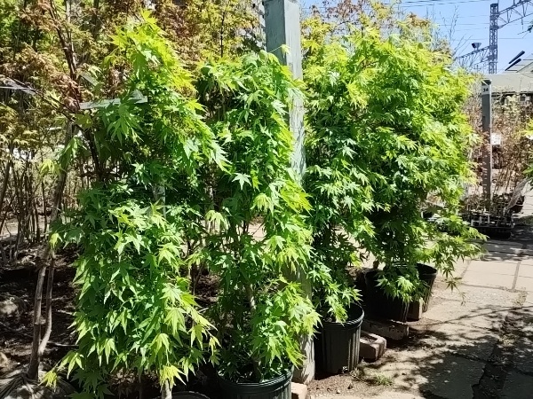 枝垂れモミジ 流泉