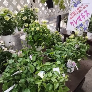 母の日 クレマチス