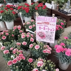 母の日 カーネーション