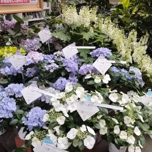 母の日 アジサイ ハイドランジア