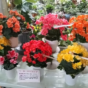 母の日 リーガースベゴニア