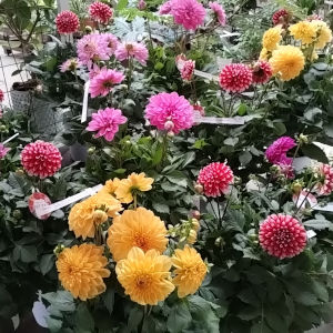 母の日 ダリア