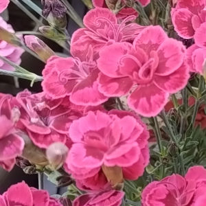 ナデシコ レッドウェディング