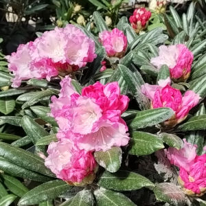 日本シャクナゲ