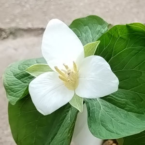 大花エンレイソウ