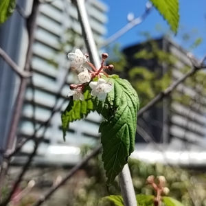 オトコヨウゾメ