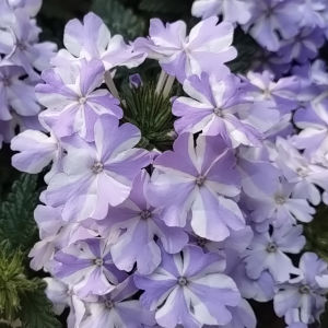 宿根バーベナ アイストゥインクル