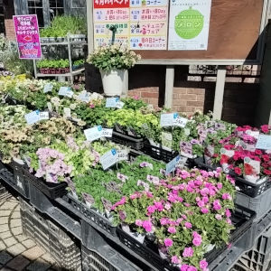 変わり咲きペチュニア コーナー