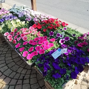 定番のペチュニア コーナー