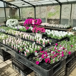 サフィニア 花手毬 ミリオンベル サルサ