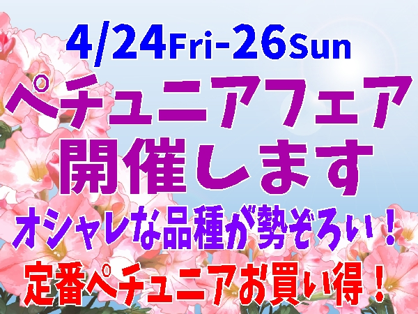 ペチュニア フェア 開催します