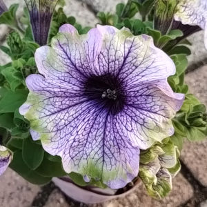 ペチュニア アマゾネス プラムコカトゥ