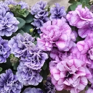 ペチュニア クレール