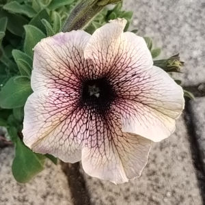 インカのペチュニア