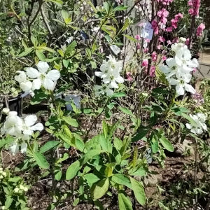 利休梅 リキュウバイ