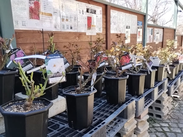 バラ ロサオリエンティス 大苗