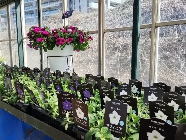 サフィニア プレミアム