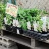 野菜の種苗店 山菜コーナー