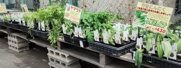 野菜の種苗店 山菜コーナー