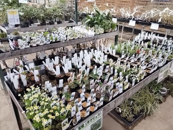 山野草コーナー