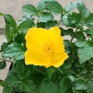 四季咲キンバイカ