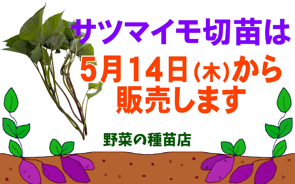 サツマイモ苗 切苗 販売開始