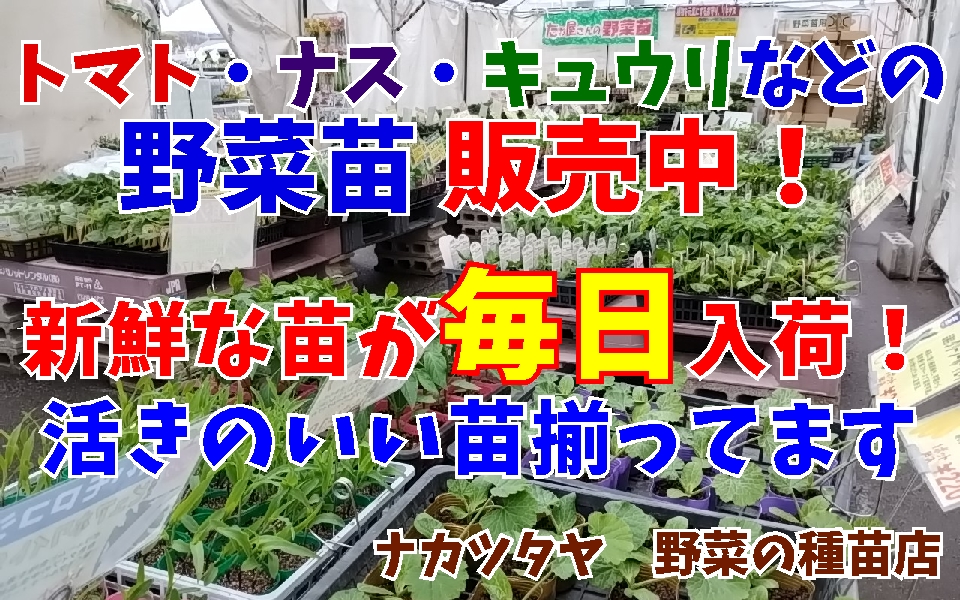 トマト ナス キュウリ 野菜苗 販売中