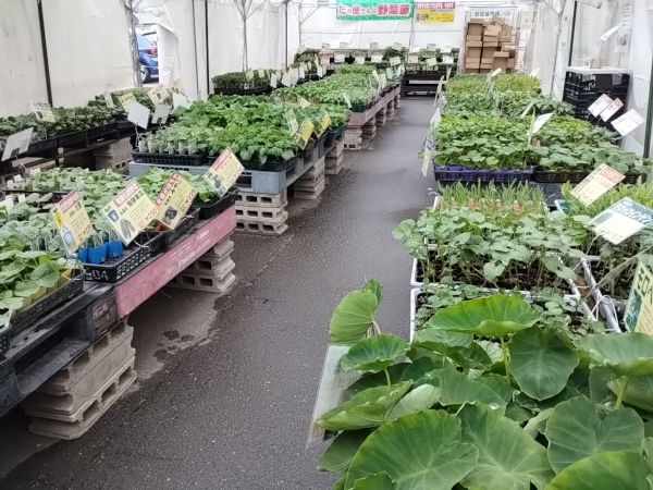 夏秋 野菜苗 販売