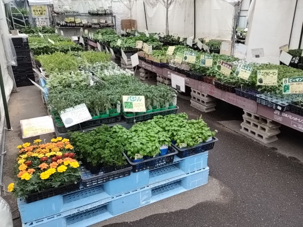 夏秋 野菜苗 販売