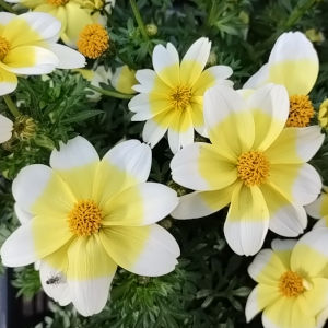 ビデンス レモンシロップ