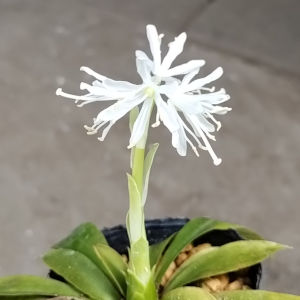 純白ショウジョウバカマ