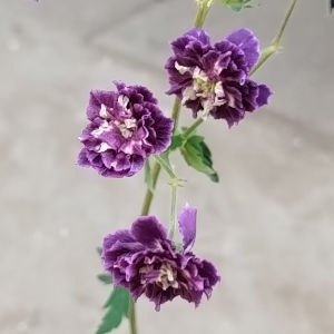 八重咲黒花フウロ