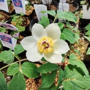 ヤマシャクヤク