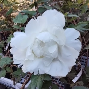 牡丹 紀子の舞