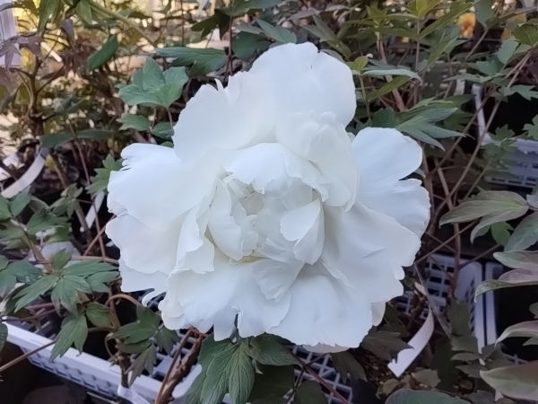 牡丹 紀子の舞