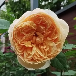 ブリングミーサンシャイン