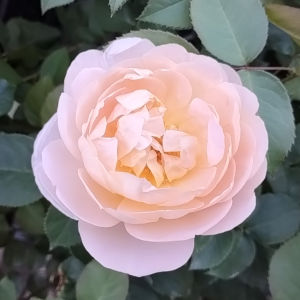 ダナヒュー