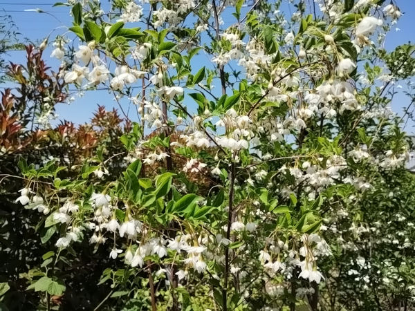 エゴノキ 白花