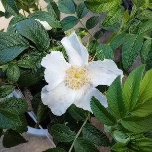 ハマナス 白花