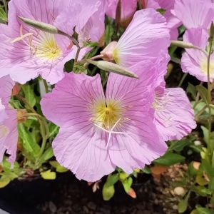 昼咲きツキミソウ大輪桃花
