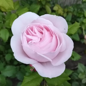 ナエマ