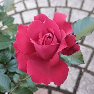 プランタジネット