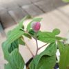 紅花ヤマシャクヤク