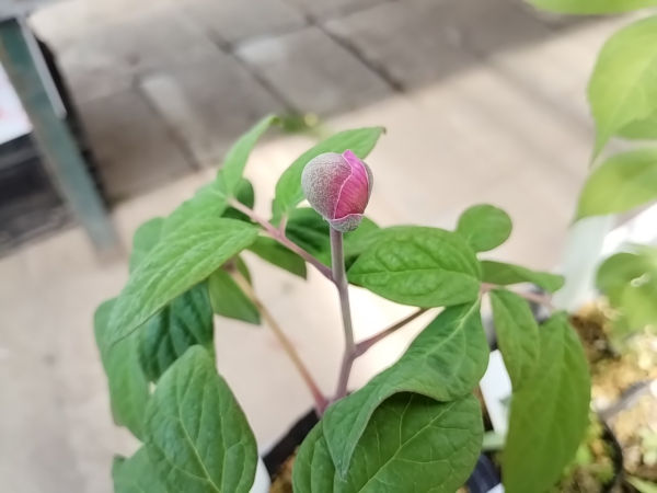 紅花ヤマシャクヤク