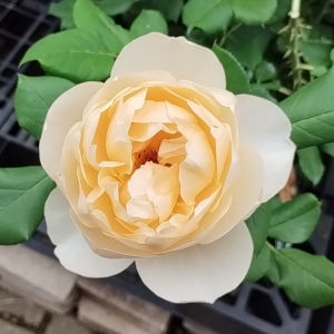 ロアルドダール