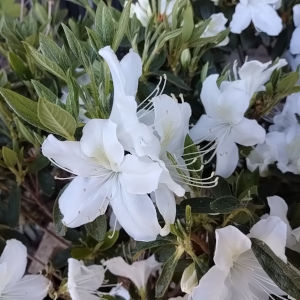 リュウキュウツツジ 白花