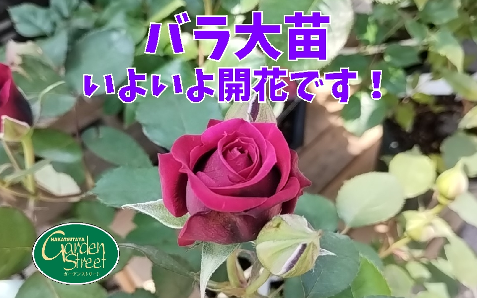バラ大苗いよいよ開花です