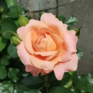 サマードリーム